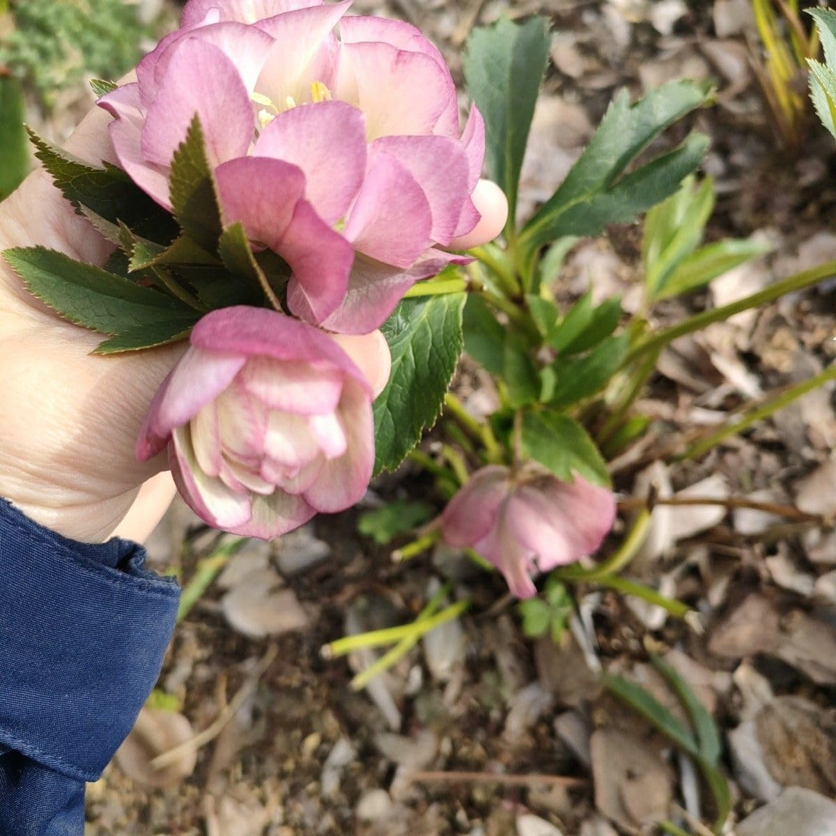 クリスマスローズ　4〜5年生　抜き苗　7株 クリスマスローズ 抜き苗 クリスマスローズ 4〜5年生 抜き苗 7株 楽天